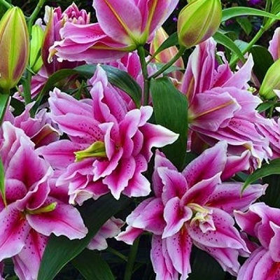 Лилия восточная Roselily Nowa (Розели Нова)