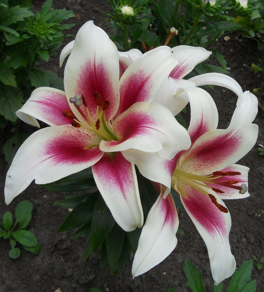 Лилия Нимф ОТ-гибрид