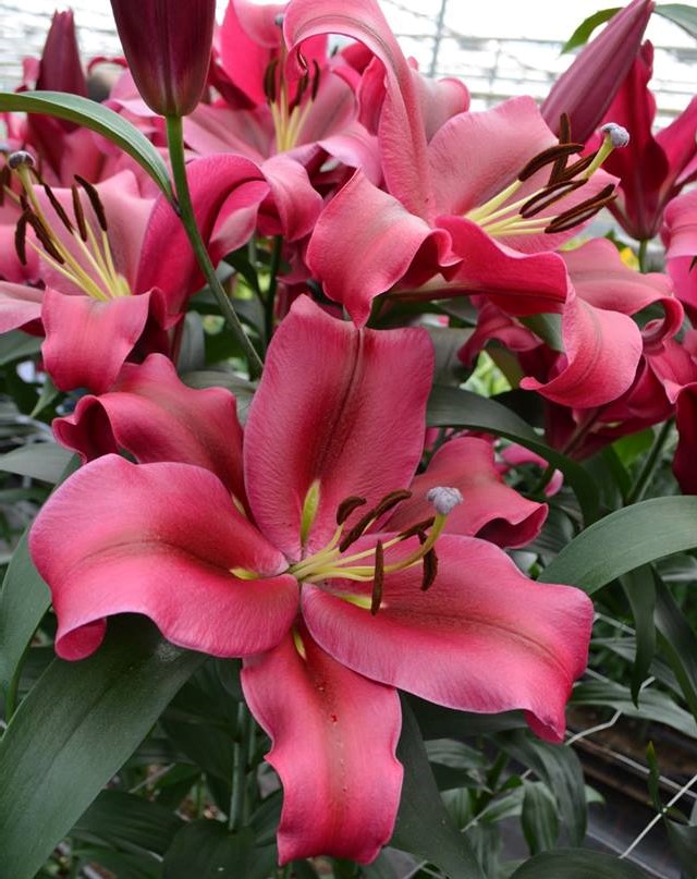 Лилия ОТ гибрид Carbonero (Карбонеро)