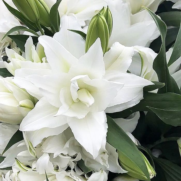 Лилия восточная Roselily Angela (Розели Анжела)