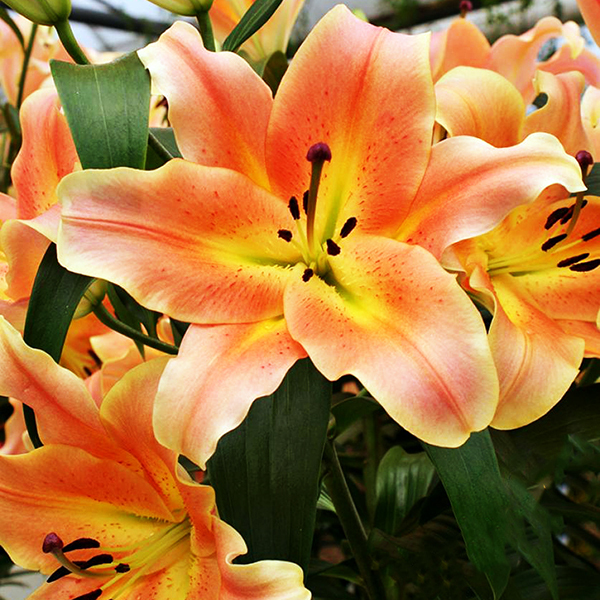 Лилия Зелмира (От-гибрид)