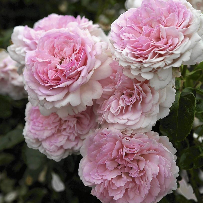 Роза Alexandra - Princesse de Luxembourg (Александра - Принцесс де Люксембург)