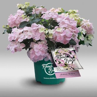 Ампельная гортензия Болеро Роуз