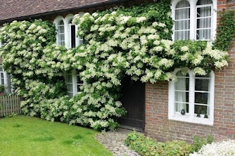 Гортензия черековая Вьющаяся 3л