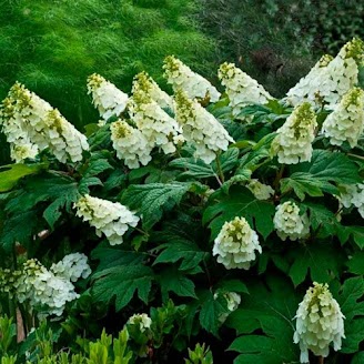 Гортензия дуболистная Элис