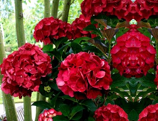 Гортензия крупнолистная Julosa