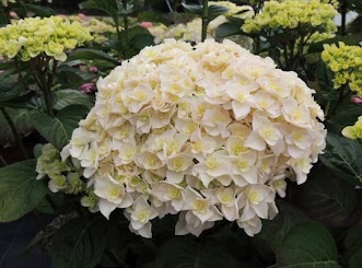 Гортензия крупнолистная Kazan