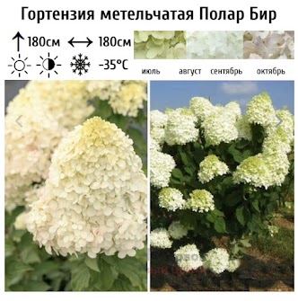 Гортензия метельчатая Полярный Медведь