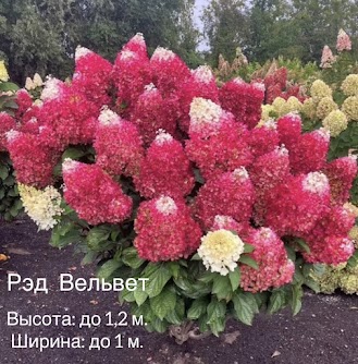 Гортензия метельчатая Рэд Вельвет