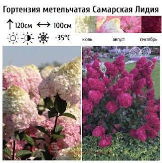 Гортензия метельчатая Самарская Лидия / Фрамбозини