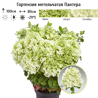 Гортензия метельчатая серии PAN Пантера (аромат ваниль)