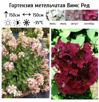 Гортензия метельчатая Вимс Рэд