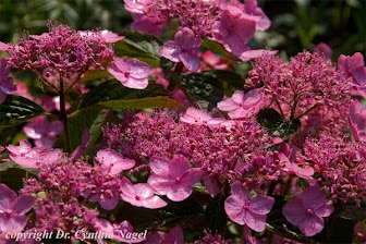 Гортензия пильчатая Дардевил