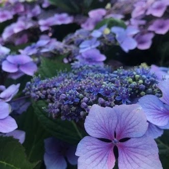 Гортензия пильчатая Монинг Глоу