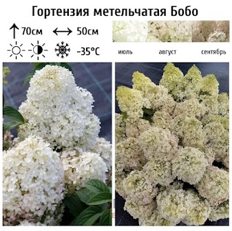 Метельчатая гортензия Бобо