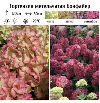 Метельчатая гортензия Бонфаэр