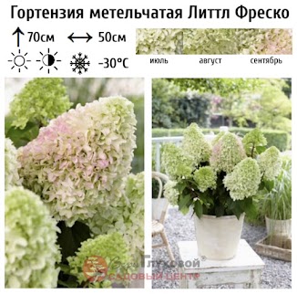 Метельчатая гортензия Литл Фреско