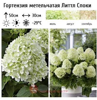 Метельчатая гортензия Литл Споки