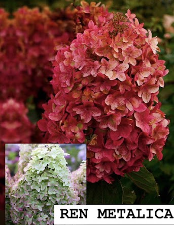 Метельчатая гортензия Рэн Металика