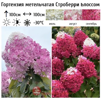 Метельчатая гортензия Строуберри Блоссум