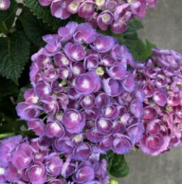 Новинка селекции Гортензия крупнолистная Brc a Brac Lilas