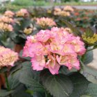 Новинка селекции гортензия крупнолистная RENDEZ VOUS Froufrou