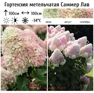 Гортензия метельчатая Самер Лав