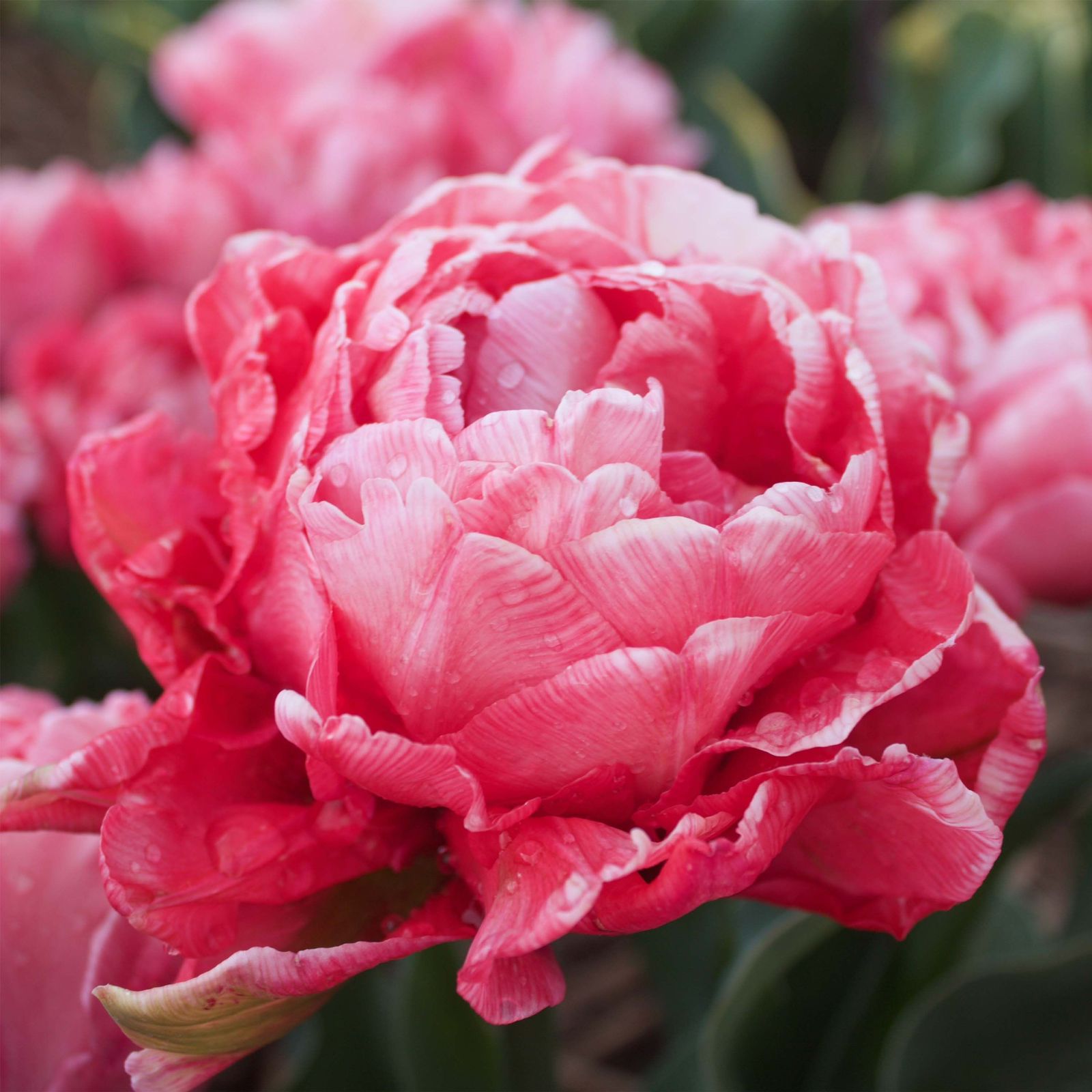 Тюльпан махровый ранний Свит Эми