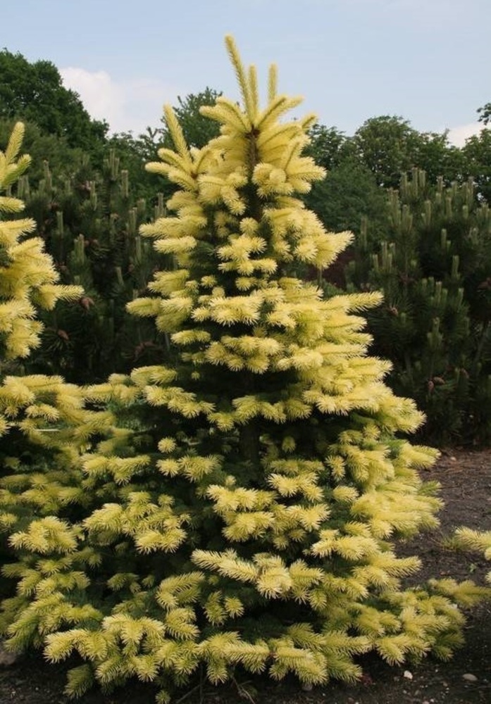 Ель колючая Майголд Picea pungens Maigold