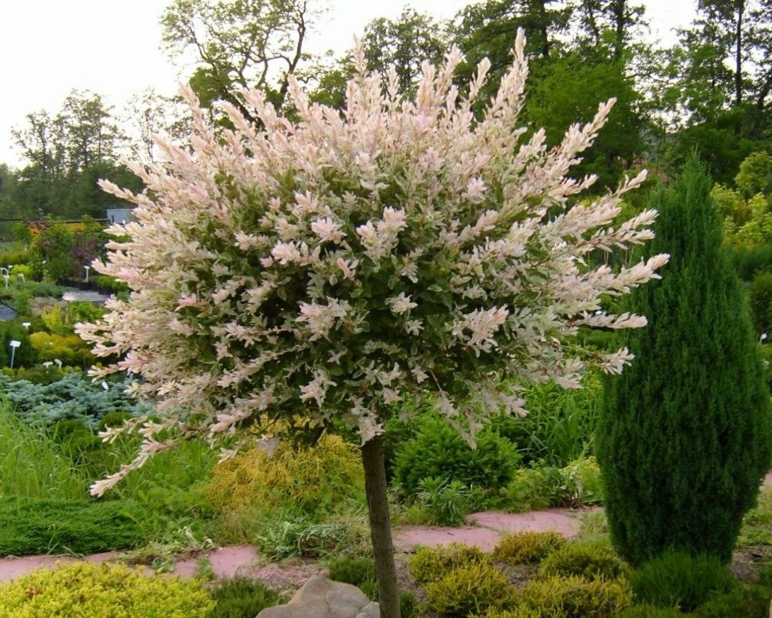 Ива цельнолистная Хакуро-Нишики на штамбе Salix integra Hakuro-nishiki