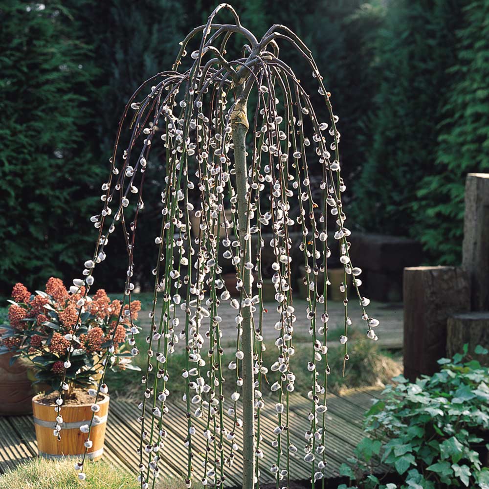 Ива козья Килмарнок на штамбе 150 см