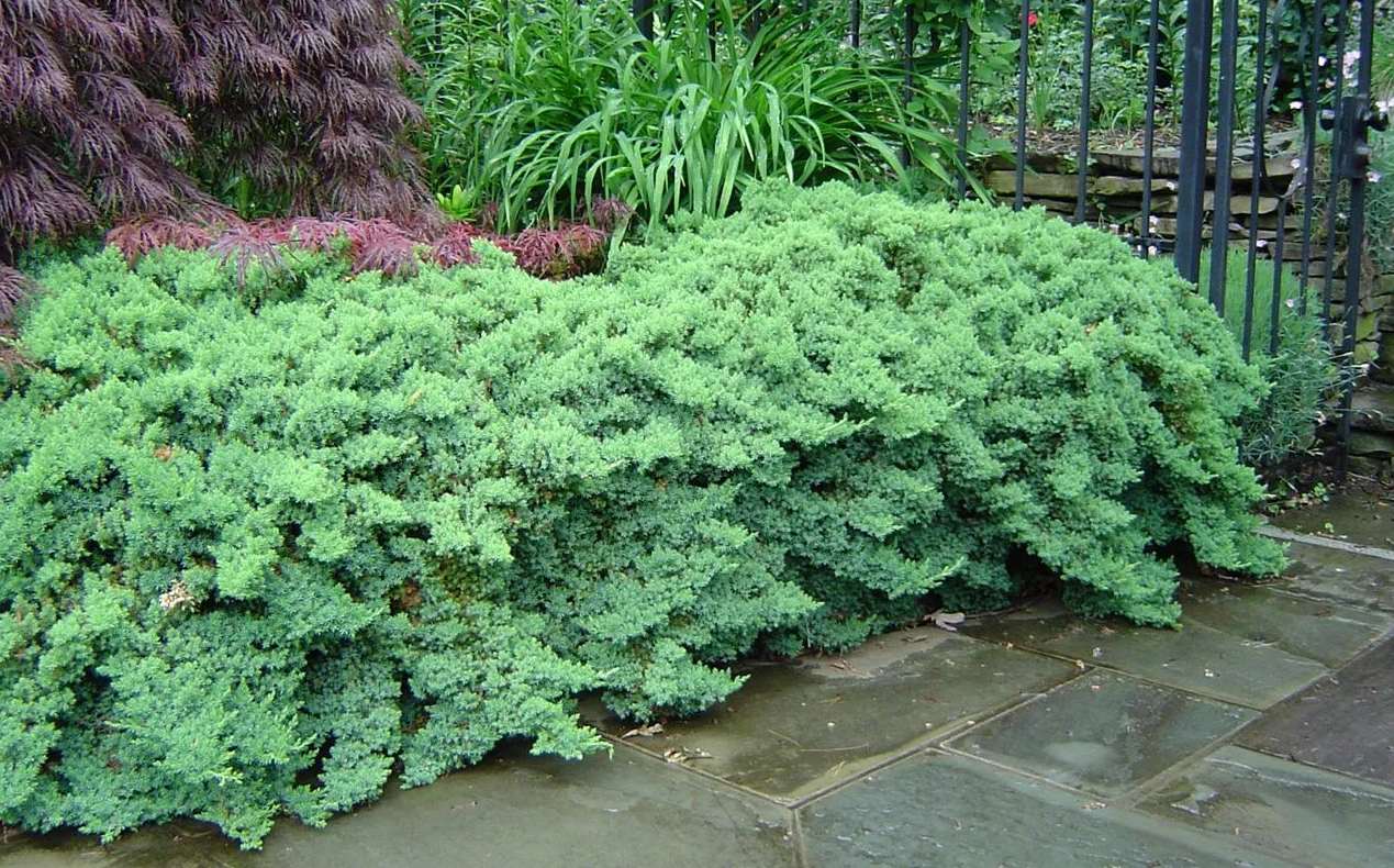 Можжевельник лежачий Нана