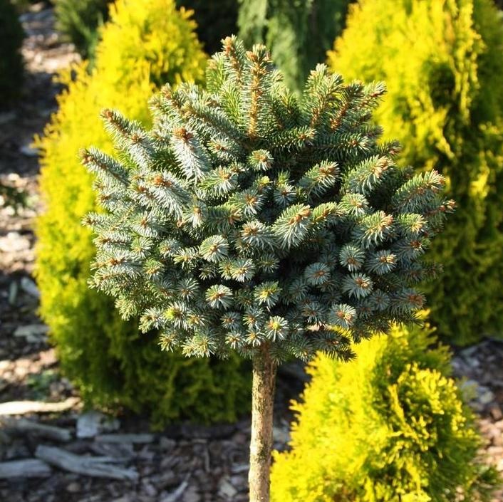 Хвойные растения, весна 2025