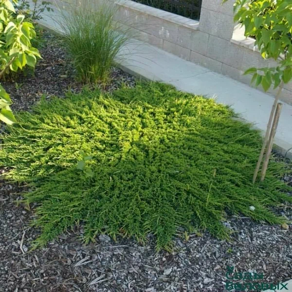 Можжевельник горизонтальный Принц Уэльский