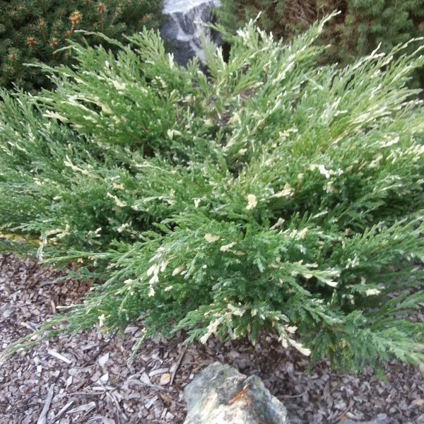 Можжевельник средний 