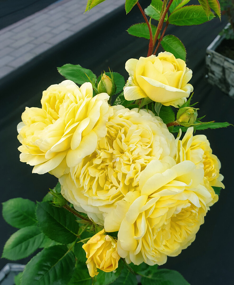 Роза Анни Дюпрей, флорибунда штамб 100 см