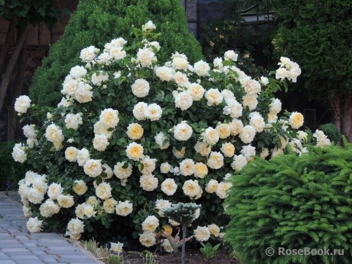 Роза Надя Мейдиланд