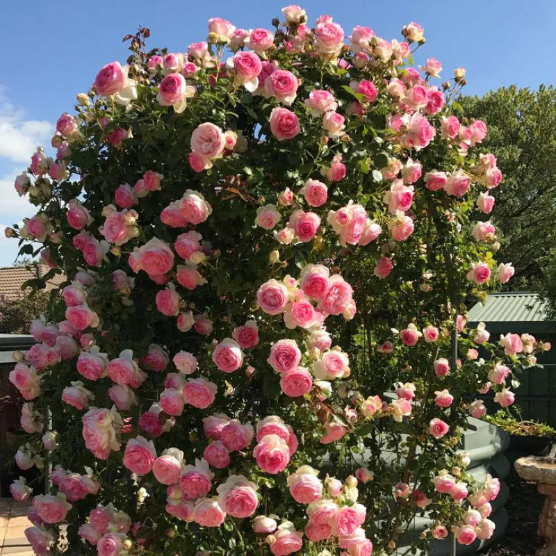 Роза Пьер де Ронсар плетистая