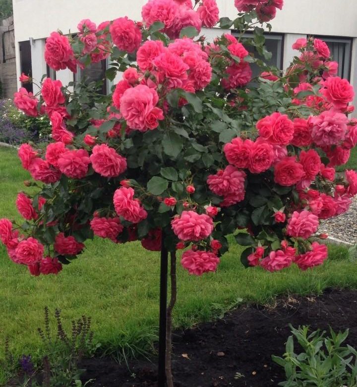 Роза на штамбе Розариум Ютерсон (плетистая)