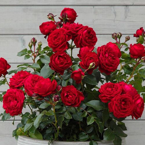 Роза Тиль Уленшпигель флорибунда