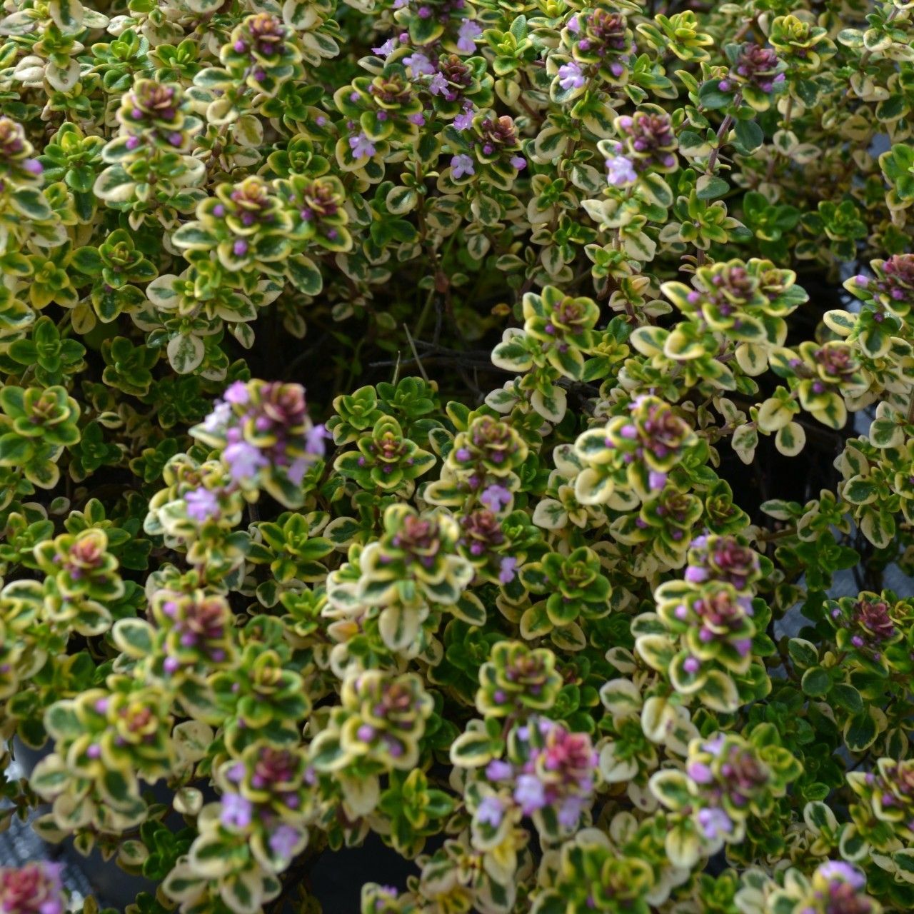 Тимьян лимоннопахнущий