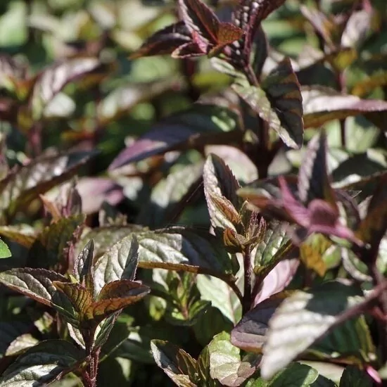 Мята длиннолистная