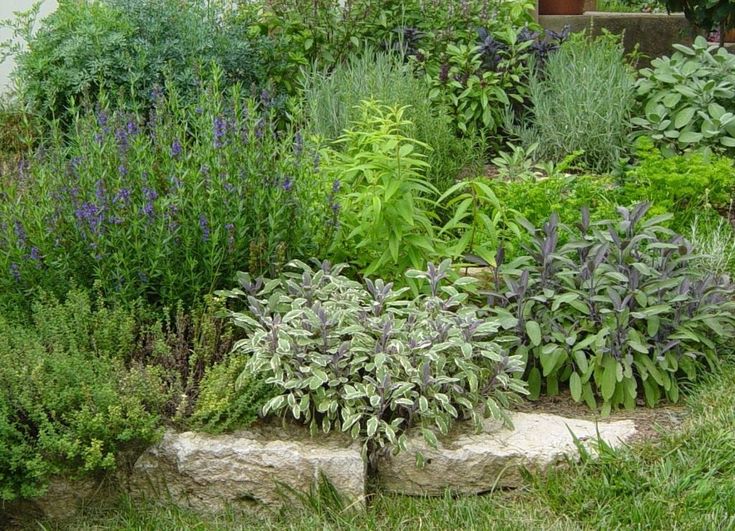 Пряные травы