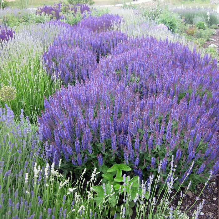 Шалфей дубравный Blaukonigin