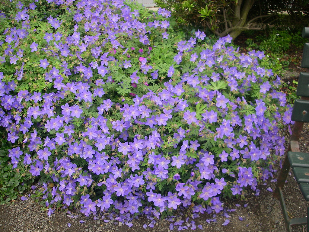 Герань великолепная Johnson's Blue