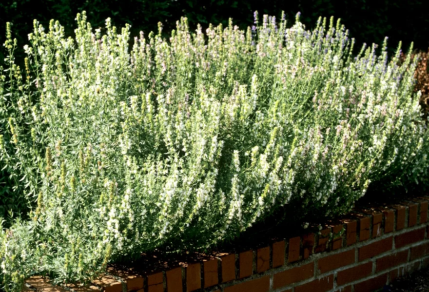 Иссоп лекарственный, белый