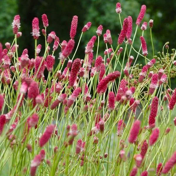 Кровохлёбка лекарственная Pink Tanna