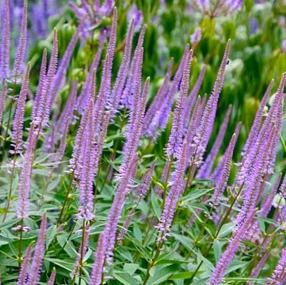 Вероникаструм виргинский Fascination