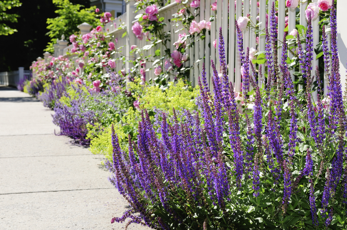 Компаньоны для роз