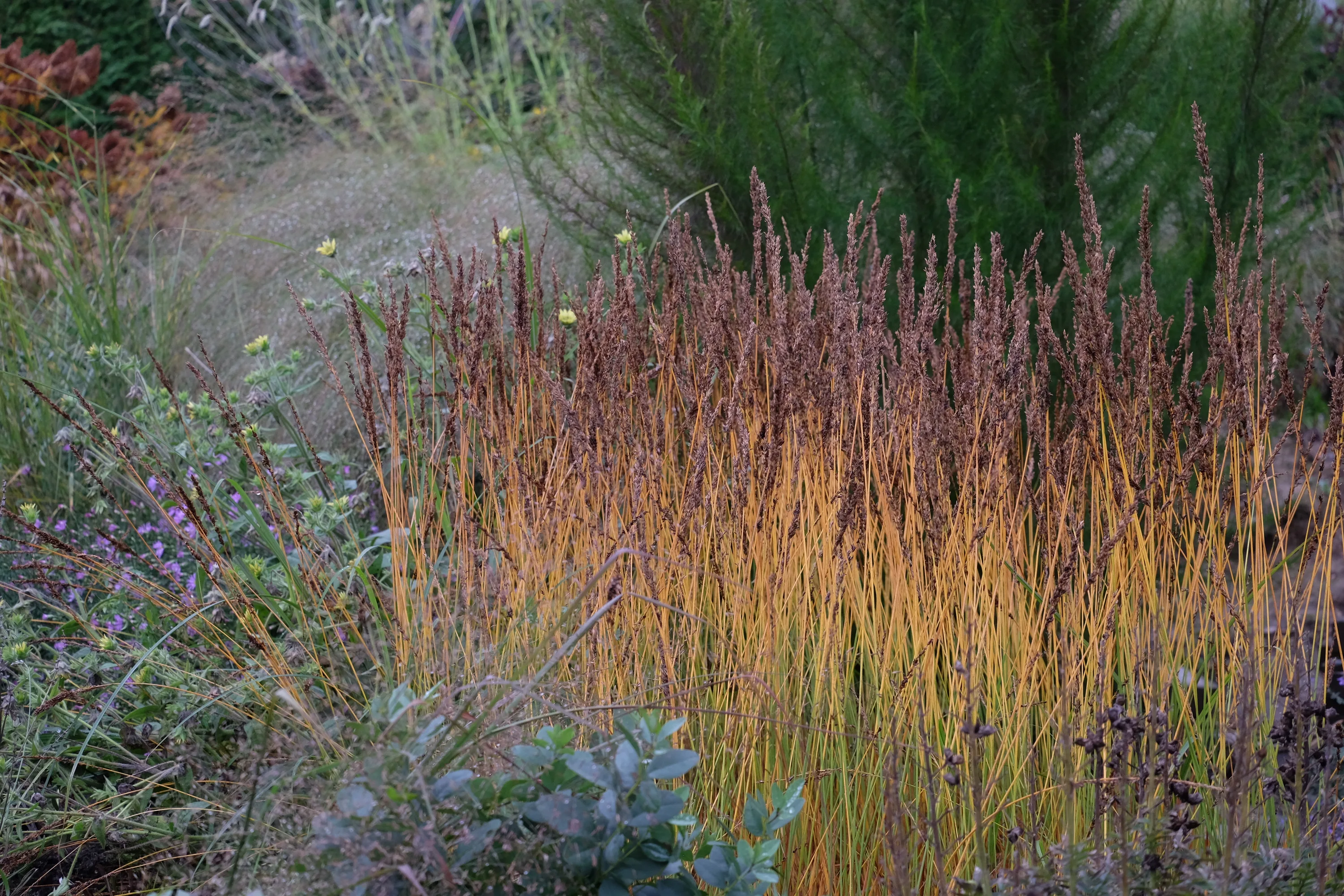 Молиния голубая Moorhexe